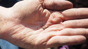 Picture of hand holding small seeds